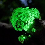 В природе существует несколько видов светящихся грибов…….