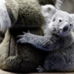Детеныш коалы обнимает игрушечного сородича…