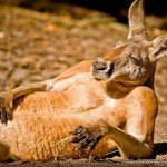 Портрет отдыхающего кенгуру….