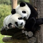 Милые панды…