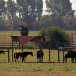 Фермеру запретили строительство навеса для лошадей на собственном поле по какой–то формальной причин…
