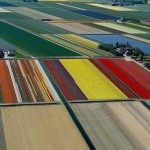 Бесконечные поля тюльпанов, Нидерланды….