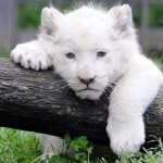 Белый львенок грустит в зоопарке города Пон-Скорф, Франция…….