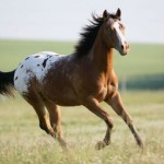 Чепрачная масть, или так называемый «чепрак», является одним из самых редких видов лошадей. Выглядит…