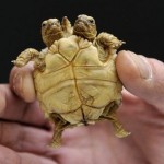 Африканская черепаха в Словакии с двумя головами и пятью лапами…….