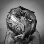 Фотограф Карли Дэвидсон делает уникальные портреты собак в движении…….