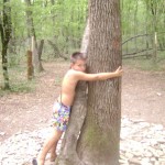 Молодой лесник перевязывает деревья деревьями….