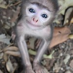 Маленькая обезьянка позирует фотографу…
