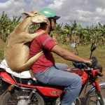 Мужчина везет домой овцу на мотоцикле…