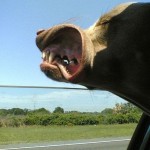 Собаки высовуютъся из окна движущегося автомобиля….