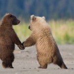 Семимесячные медвежата гризли. Держась друг за друга, они чувствуют себя в большей безопасности……