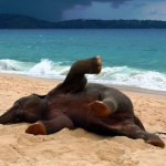 Слоненок резвится на песке, побережье Таиланда…