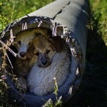 Бездомные щенки нашли убежище в свалившемся столбе. Иркутск, Россия…….