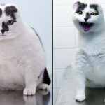 кошка Фифи из бредфорда до и после похдения…