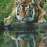 Грациозность тигра!…