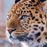 Очаровательные хищники | Леопарды…