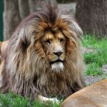 Царственный лев Мэни…