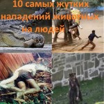10 САМЫХ ЖУТКИХ НАПАДЕНИЙ ЖИВОТНЫХ НА ЛЮДЕЙ (слабонервным не смотреть) …