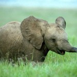 Слоны — единственные животные, у которых есть ритуал захоронения…