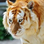 Золотой тигр…