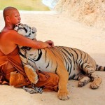 На этой фотографии буддийский монах прижимает к себе тигра как самую обыкновенную домашнюю кошку; во…