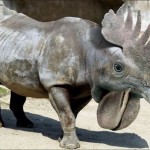 Британские ученые заставляли носорога каждый день отжиматься и ходить на турники.Через три месяца уп…