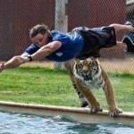 Невероятно, но факт. Этот парень узнает, что тигры тоже умеют плавать, через 2 секунды…….
