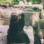 В Калининградском зоопарке появились медведи-националисты…….