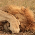 Спящий лев, заповедник Масаи-Мара, Кения…