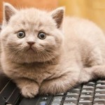 Любой владелец кошки подтвердит то, что эти пушистые маленькие приятели любят клавиатуры. Он…