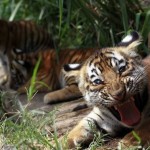 Двухмесячный детеныш бенгальского тигра, Тили, огрызается в своем вольере в заповеднике La Fundacion…
