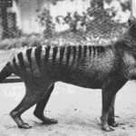Фотография Бенжамина — последнего известного тилацина (тасманийский волк), 1933 г. …