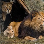 Счаcтливое семейство в новосибирском зоопарке
