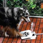 Догхантеры придумали новую ловушку для собак, которая выпускает им в глаза фонтанчик серной кислоты
