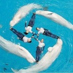 Японские дельфины тайно пропагандируют фашизм