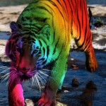 Единственный в мире ЛГБТ-тигр