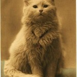 Одна из первых фотографий котов (1880