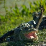 Британские ученые выяснили, почему крокодилы так любят жрать негров