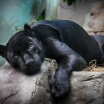 Единственная в мире чёрная пантера