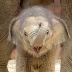 Счастливый маленький слоненок