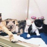 Кошка заходила в горящий дом 5 раз, чтобы вынести каждого своего малыша