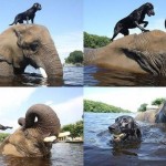 Необычная дружба африканского слона по кличке Пузырь и черного лабрадора Беллы