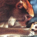 Британскими учеными доказано, что если обезьяна посмотрит в зеркало, то она сможет увидеть там русского
