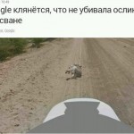 Google maps утверждают что что убийство ослика было самозащитой