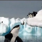 Невероятное фото сделанное отдыхающими в Сочи: касатка спасает детеныша пингвина