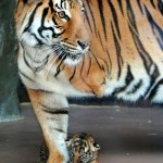Трогательное фото: тигр-ветеран просит милостыню