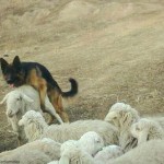 На самом деле настоящая кавказская овчарка выглядит именно так