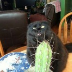 По статистике 90% котов ненавидят кактусы