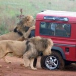Удивительное — рядом! Добрые львы пришли на помощь нерадивым туристам и помогли поменять пробитое колесо