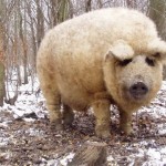 Мангалица это единственная порода свиней в мире, которая сохранила шерстяной покров как у овец